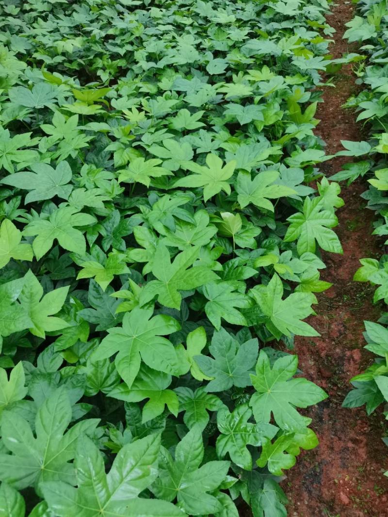 八角金盘小杯苗，云南昆明八角金盘种植园批发