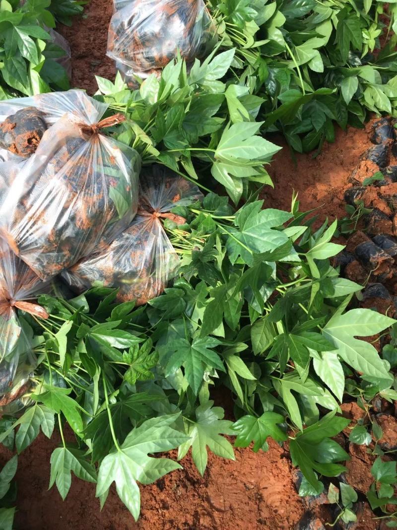 八角金盘小杯苗，云南昆明八角金盘种植园批发