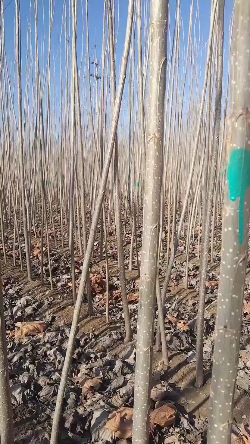 山东聊城优质速生杨\\107速生杨杨树苗