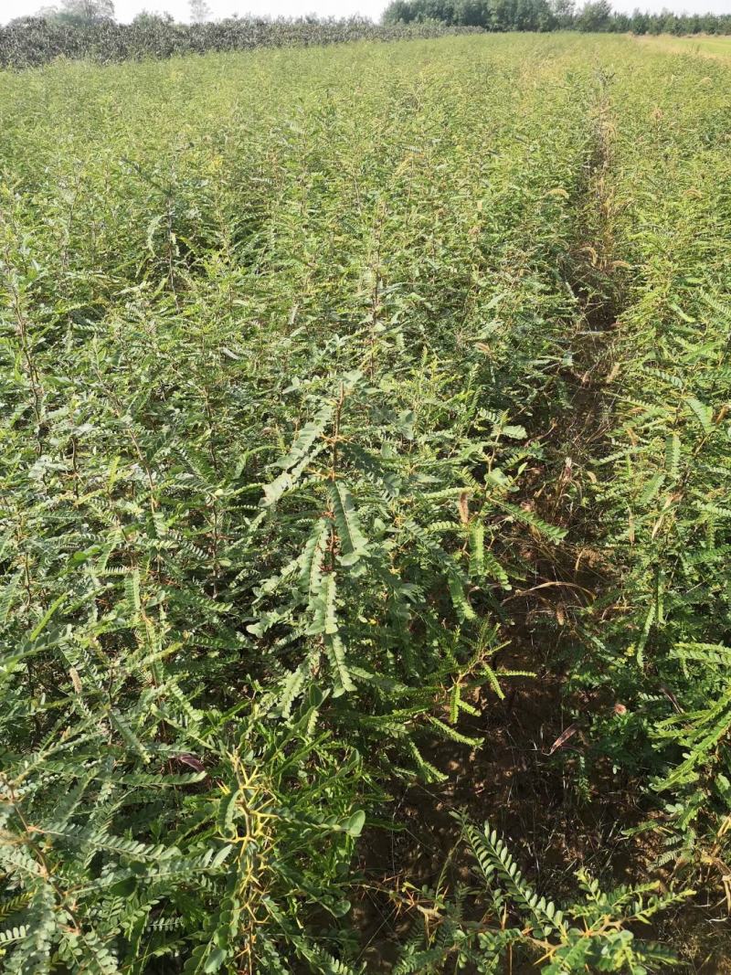 皂角苗大刺皂角，药用皂角刺，皂角苗基地批发