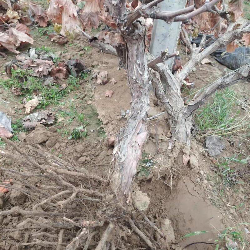葡萄树大基地。供应电商。一手货源。产地直发。全国发货