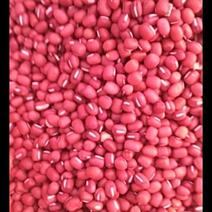 红豆江苏红豆自产自销，货量充足欢迎。价格随行就市
