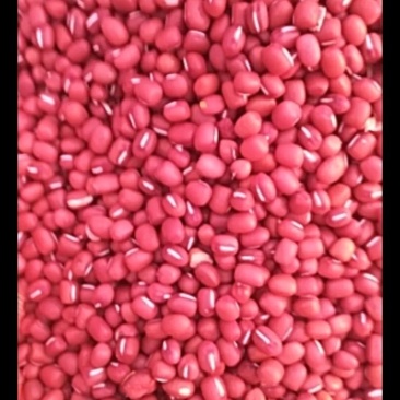 红豆江苏红豆自产自销，货量充足欢迎联系。价格随行就市