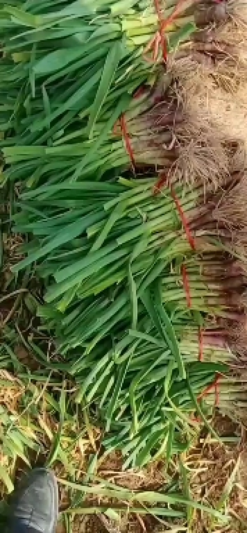 红根蒜苗基地直供各种规格上货快，发往全国各地。