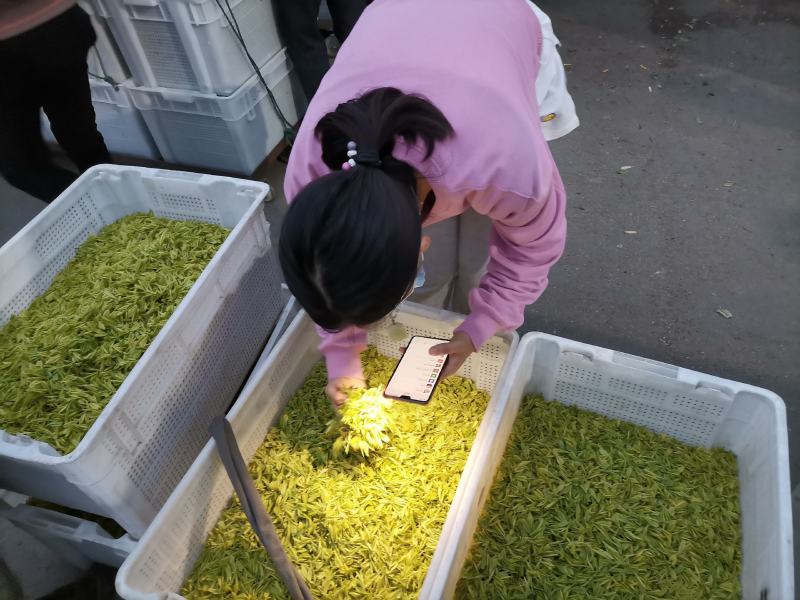安吉黄茶安吉原产地安吉黄茶黄金芽