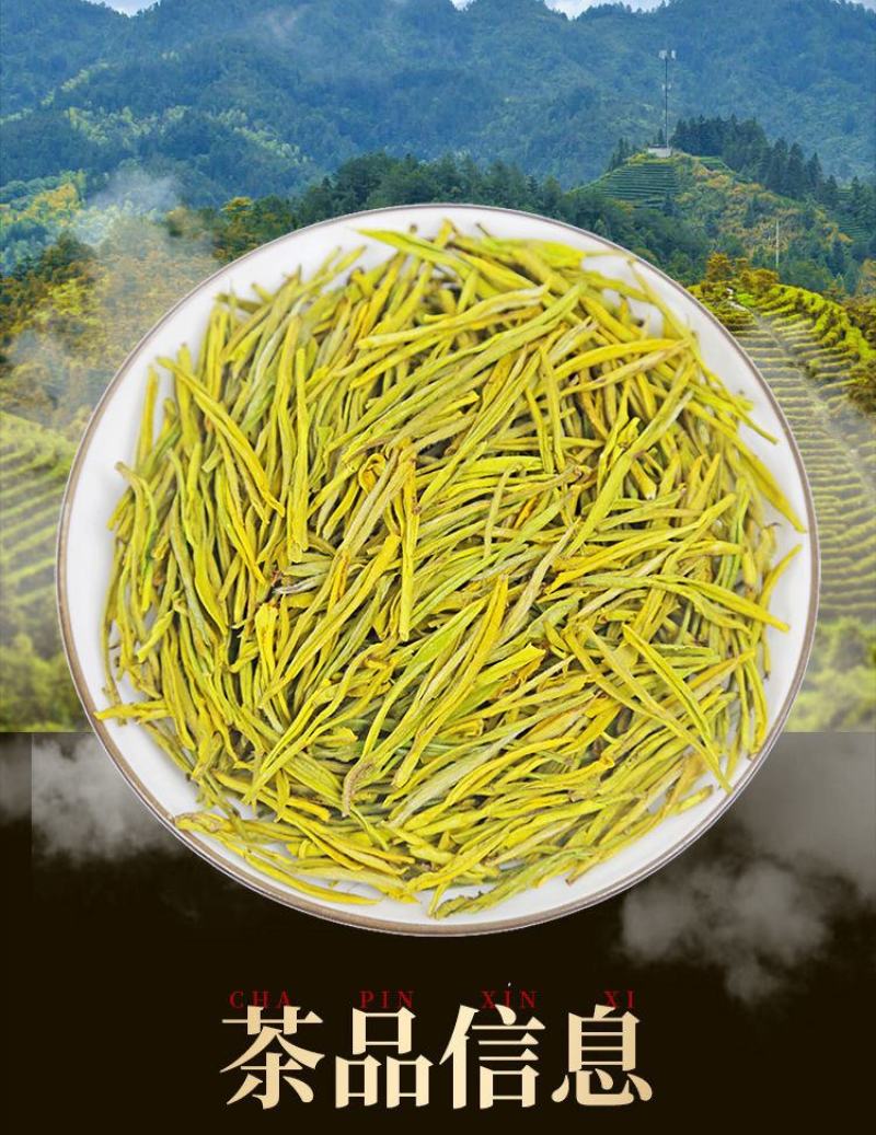 安吉黄茶安吉原产地安吉黄茶黄金芽