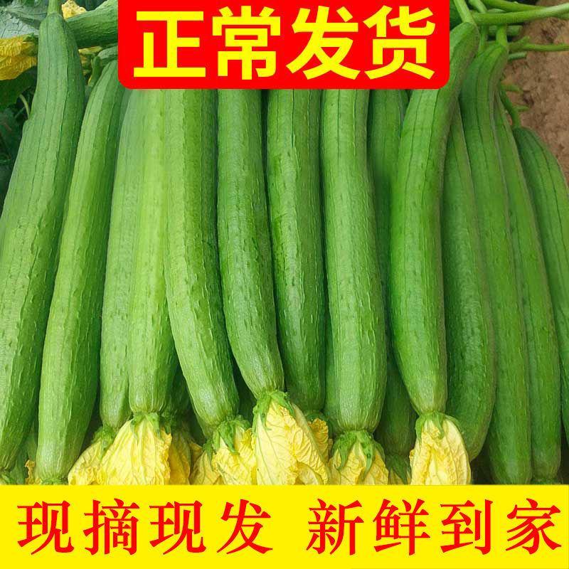 【精品】丝瓜现摘现发，人工采摘用心运输，鲜香脆爽