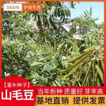 山毛豆种子护坡灌木种子山毛豆种籽绿化植物当年新采山毛豆