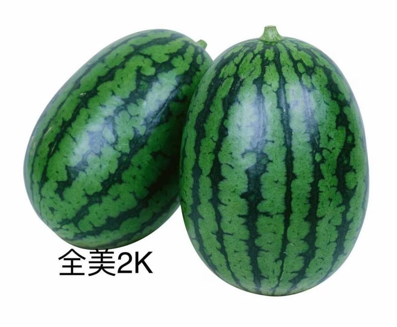 西瓜甜瓜苗