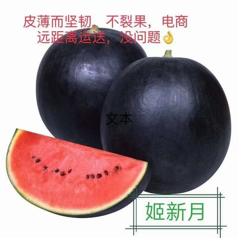 西瓜甜瓜苗