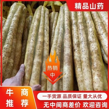 正宗小白嘴山药，精品网袋白山药。产地一手直发