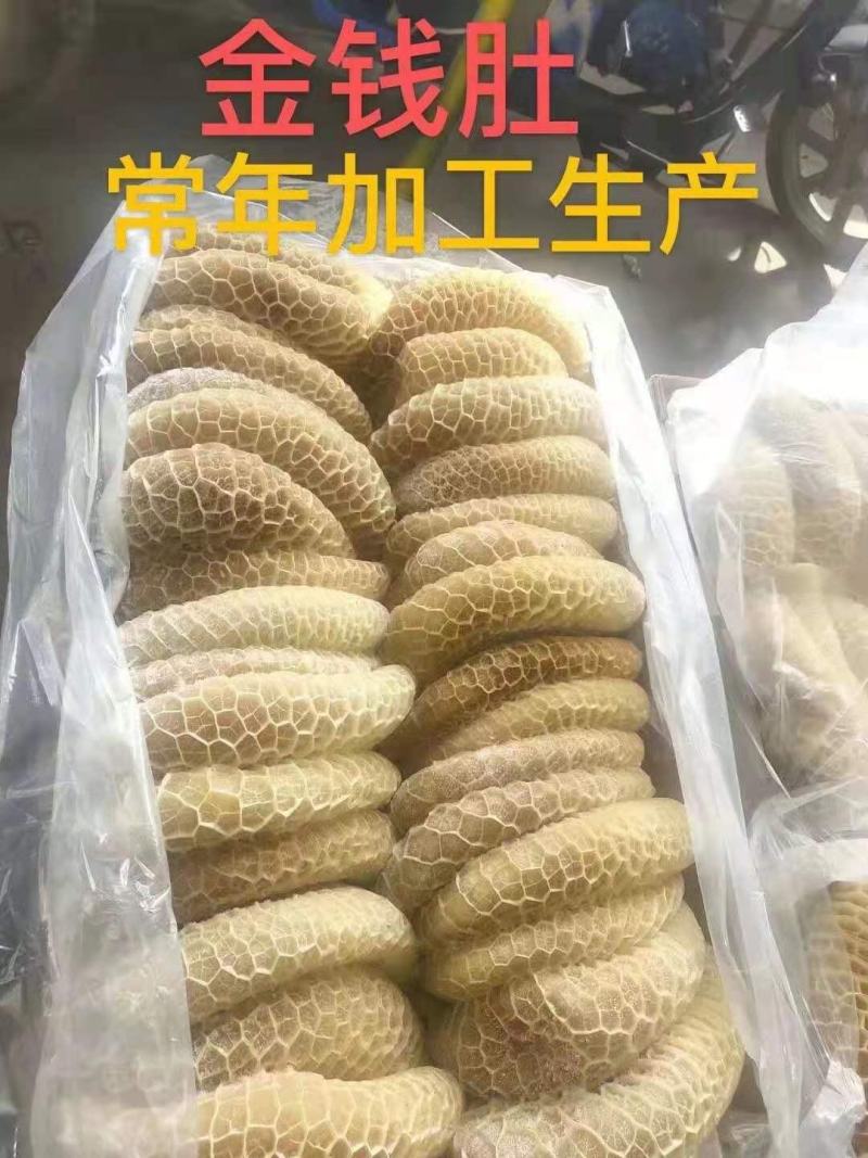 金钱肚