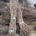 出售黄栌树苗大小黄栌苗价格黄枦红栌树苗基地