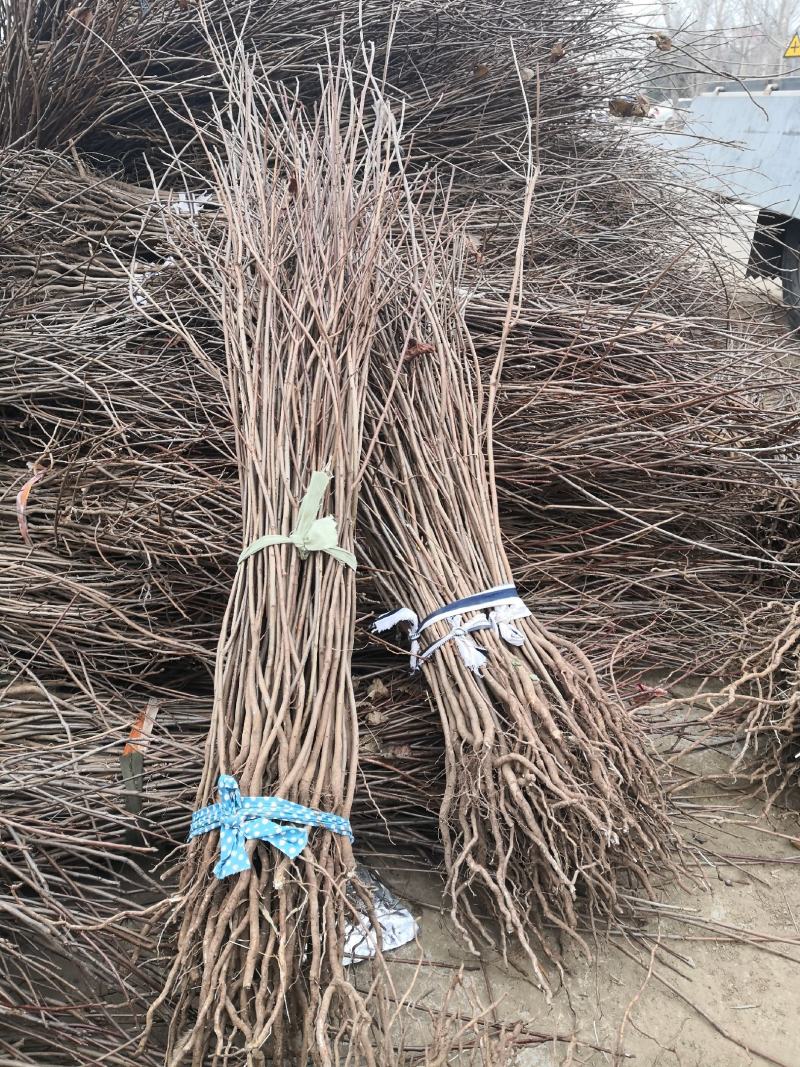 出售黄栌树苗大小黄栌苗价格黄枦红栌树苗基地