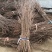 出售黄栌树苗大小黄栌苗价格黄枦红栌树苗基地
