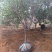 出售黄栌树苗大小黄栌苗价格黄枦红栌树苗基地