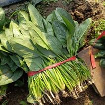 大叶红根菠菜大量出售中货源充足产地一手货源可发往全国