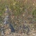 杏树苗美国特大甜杏苗嫁接苗果树苗盆栽地栽南方种植北方种植