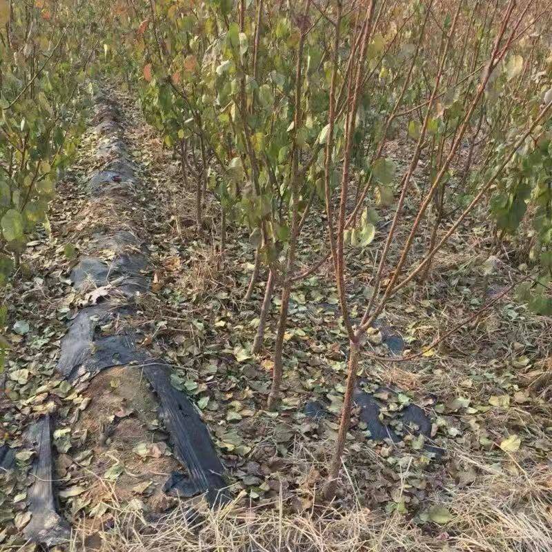 杏树苗美国特大甜杏苗嫁接苗果树苗盆栽地栽南方种植北方种植
