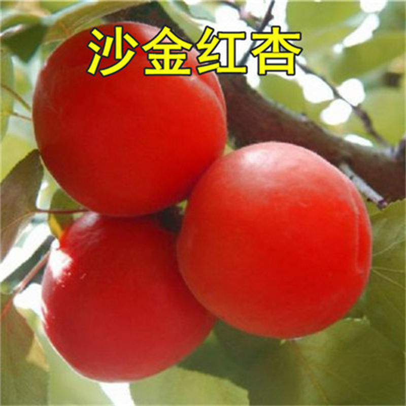 杏树苗美国特大甜杏苗嫁接苗果树苗盆栽地栽南方种植北方种植