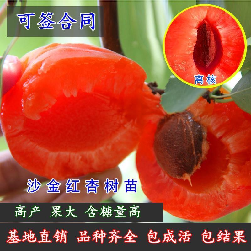 杏树苗美国特大甜杏苗嫁接苗果树苗盆栽地栽南方种植北方种植