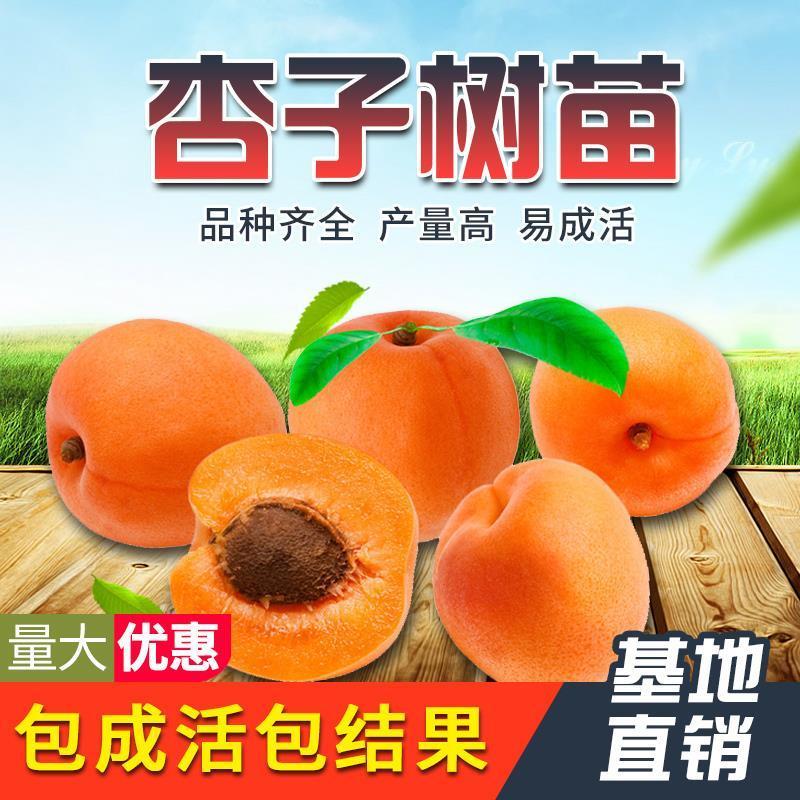 杏树苗美国特大甜杏苗嫁接苗果树苗盆栽地栽南方种植北方种植
