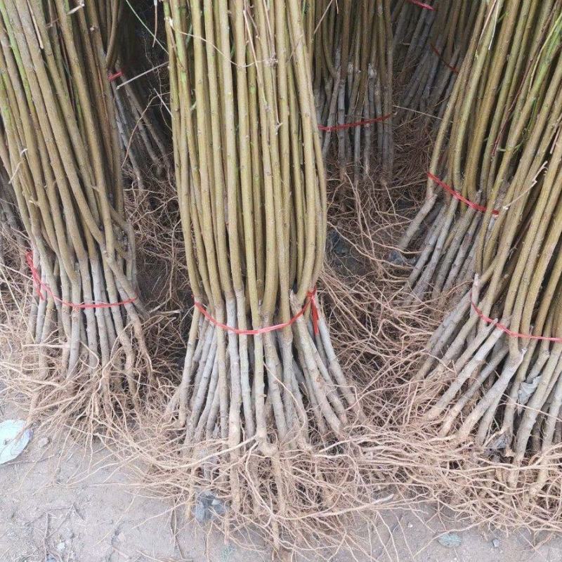 【现挖现发】突围桃树苗色泽鲜艳口感脆甜早熟丰产保湿邮寄