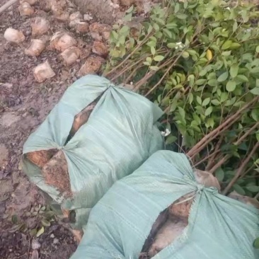二年三年湘林210嫁接油茶苗裸根苗小杯苗大杯苗