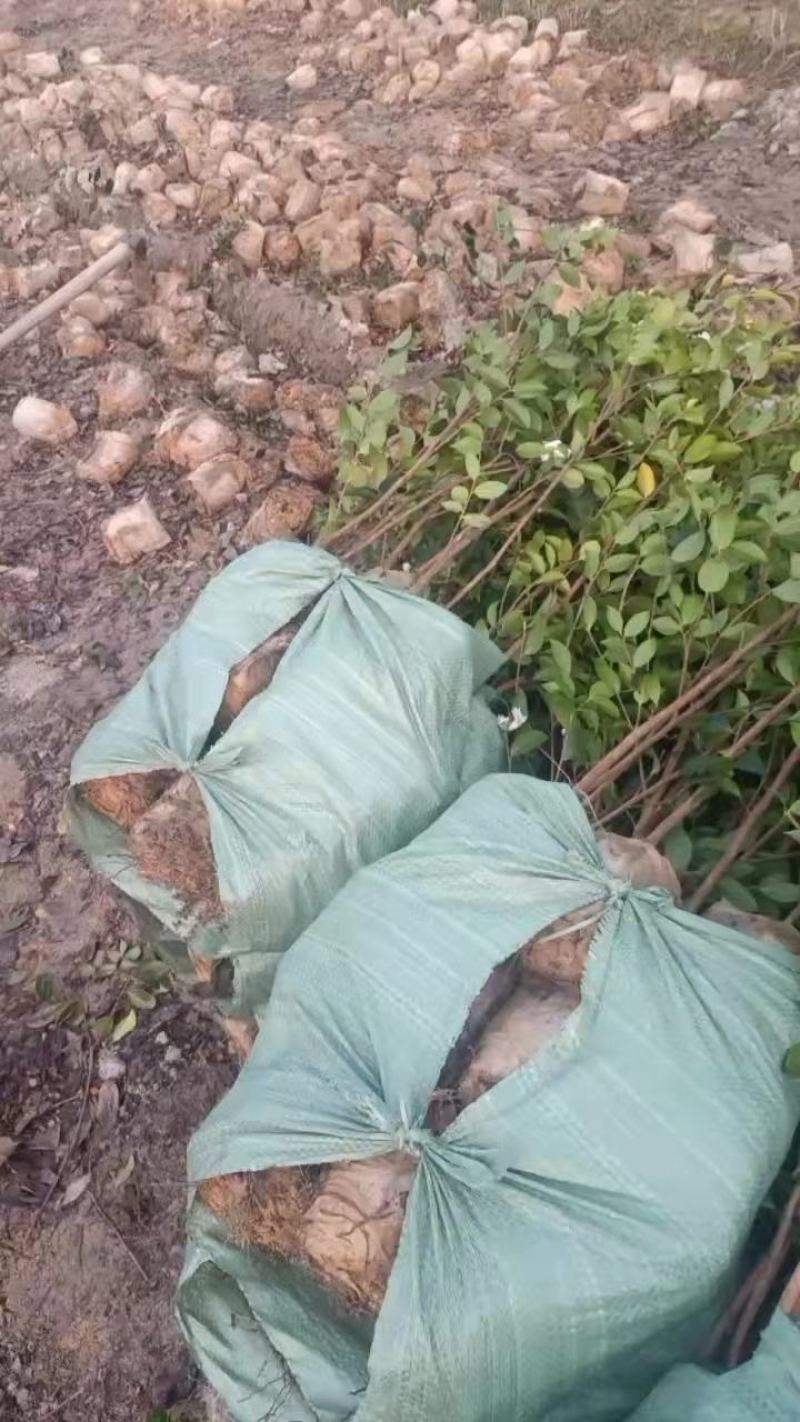 二年三年湘林210嫁接油茶苗裸根苗小杯苗大杯苗