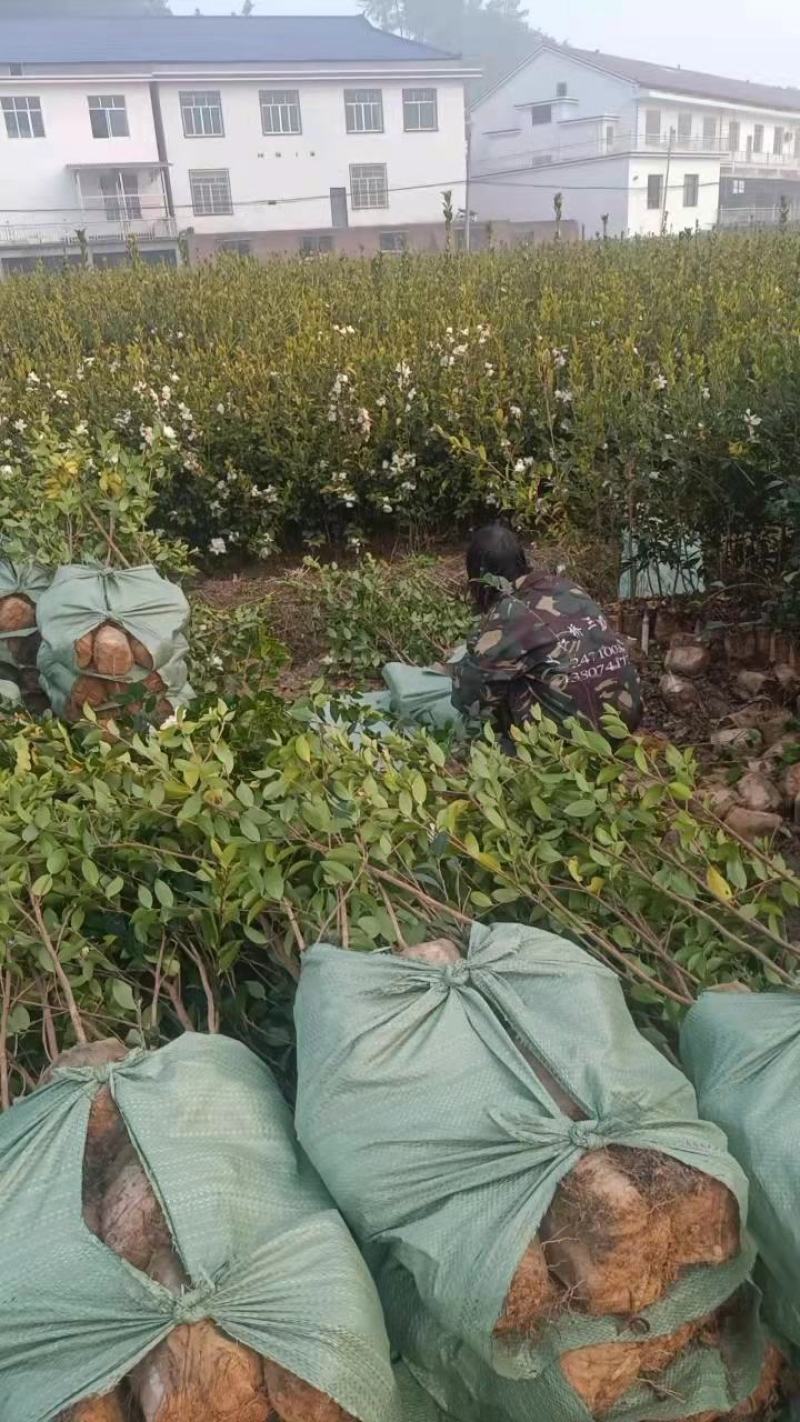 二年三年湘林210嫁接油茶苗裸根苗小杯苗大杯苗