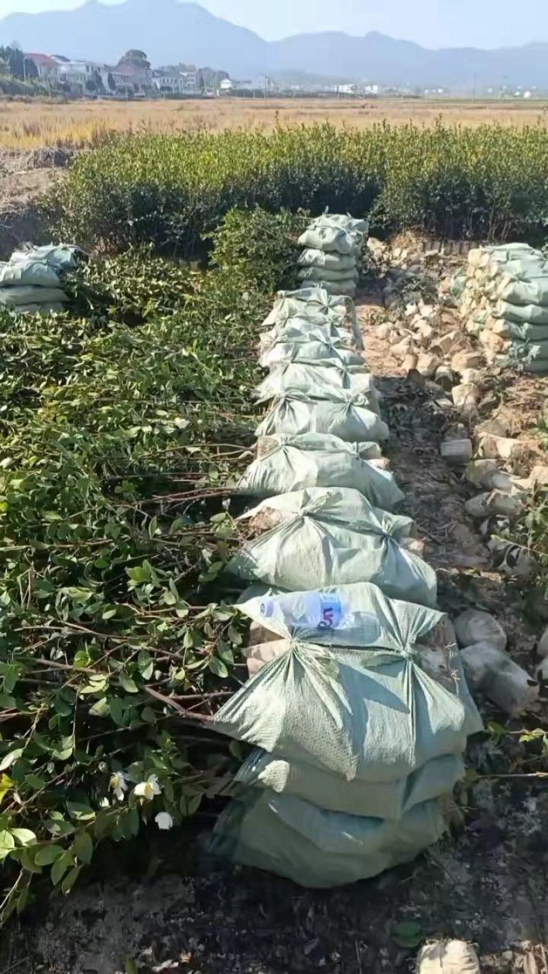 二年三年湘林210嫁接油茶苗裸根苗小杯苗大杯苗