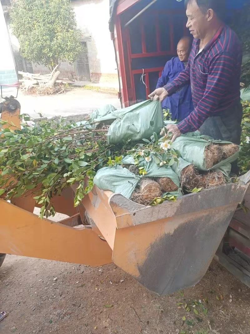 二年三年湘林210嫁接油茶苗裸根苗小杯苗大杯苗