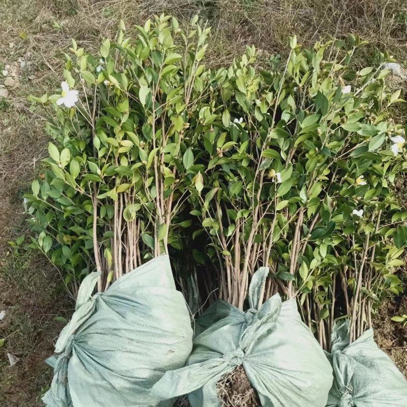 二年三年湘林210嫁接油茶苗裸根苗小杯苗大杯苗