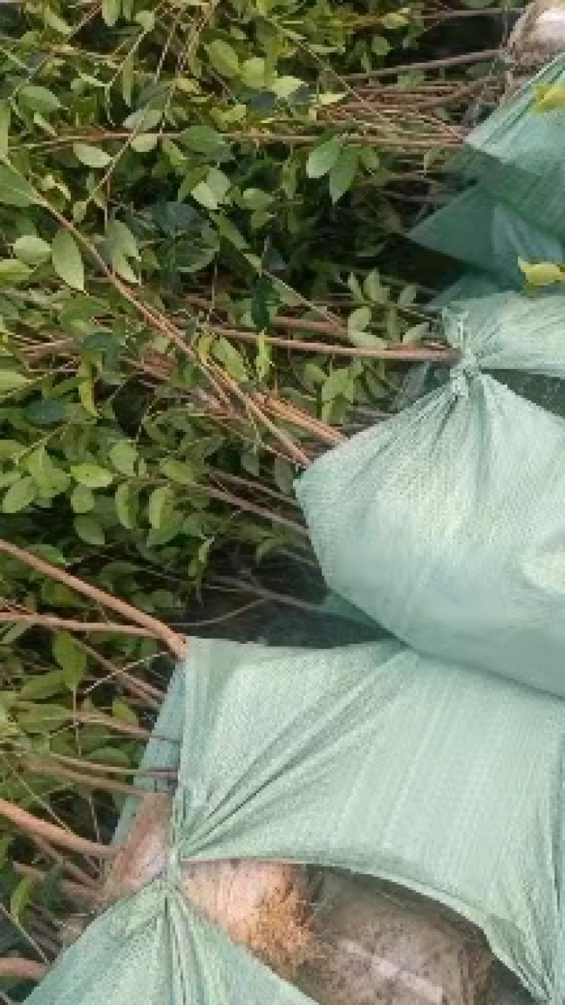 二年三年湘林210嫁接油茶苗裸根苗小杯苗大杯苗