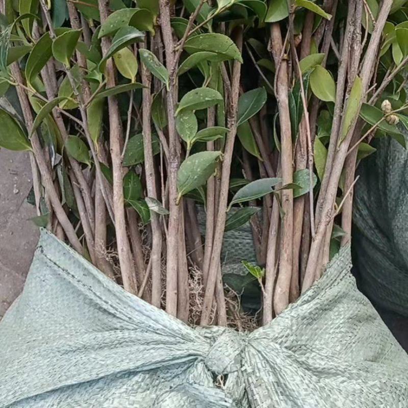 二年三年湘林210嫁接油茶苗裸根苗小杯苗大杯苗