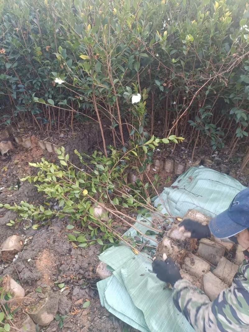二年三年湘林210嫁接油茶苗裸根苗小杯苗大杯苗