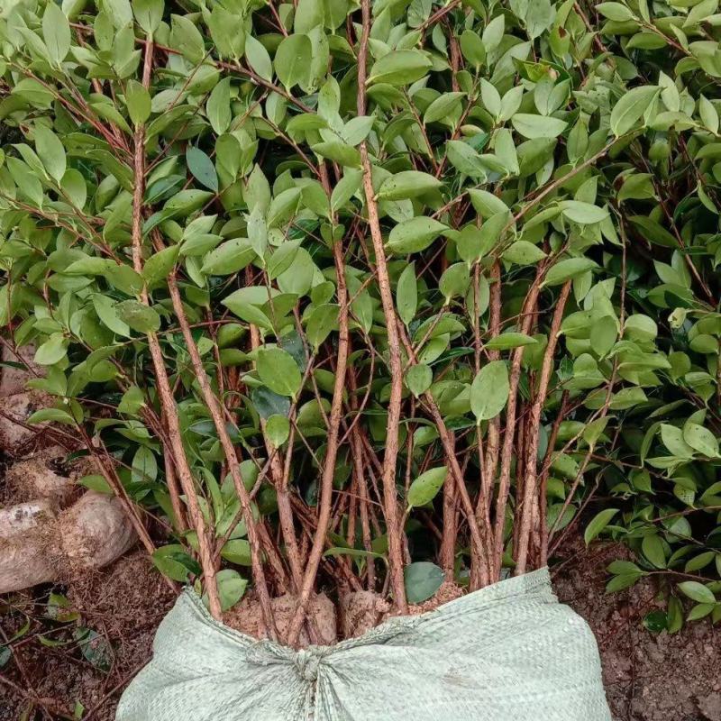 二年三年湘林210嫁接油茶苗裸根苗小杯苗大杯苗