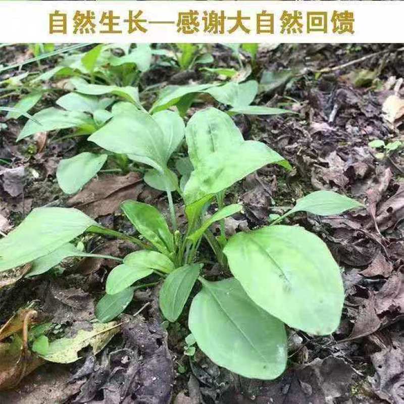 新鲜野生车前草中药车前子草干货全草整棵中草药泡水泡茶车前