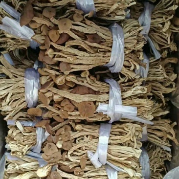 批发【茶树菇】茶树菇剪脚和带脚大货实惠整箱批发