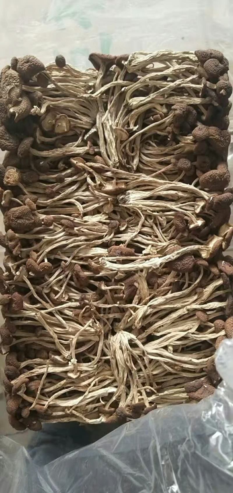 批发【茶树菇】茶树菇剪脚和带脚大货实惠整箱批发