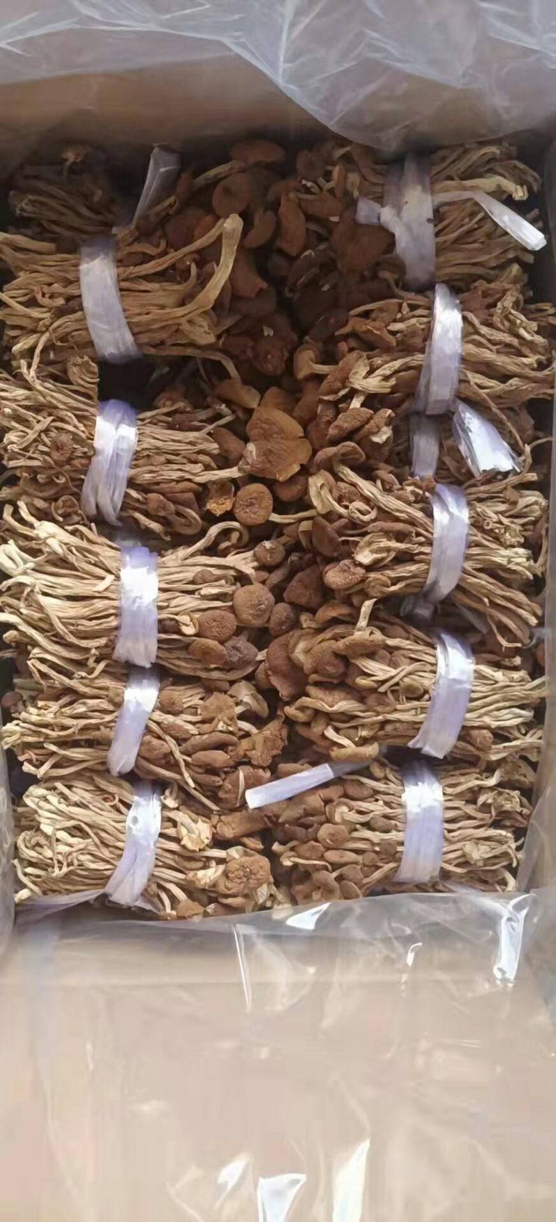 批发【茶树菇】茶树菇剪脚和带脚大货实惠整箱批发