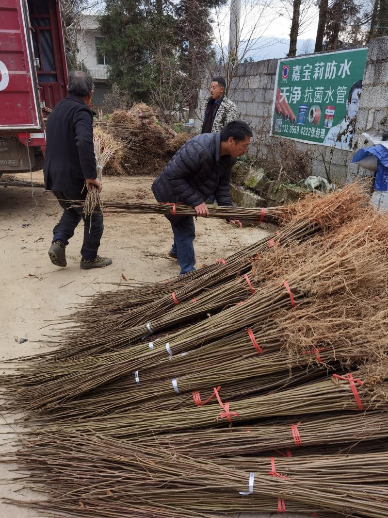 品质栾树苗基地直供技术支持品质保证死苗补发