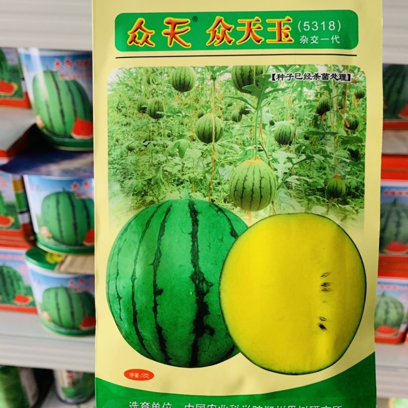 众天玉花皮黄瓤西瓜种子小兰西瓜杂交一代种肉质细脆口感好