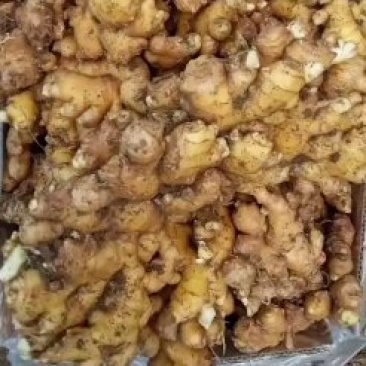 生姜