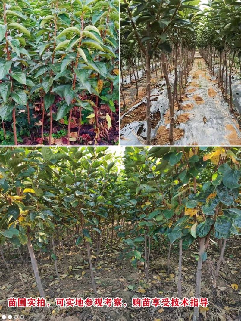 新品种太秋甜柿子苗大秋甜柿苗嫁接柿子树苗南北方种盆栽地