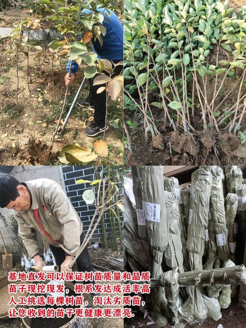 新品种太秋甜柿子苗大秋甜柿苗嫁接柿子树苗南北方种盆栽地