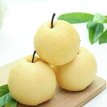 【包存活】黄金梨树苗，高产挂果多汁多味甜，南北均可种植