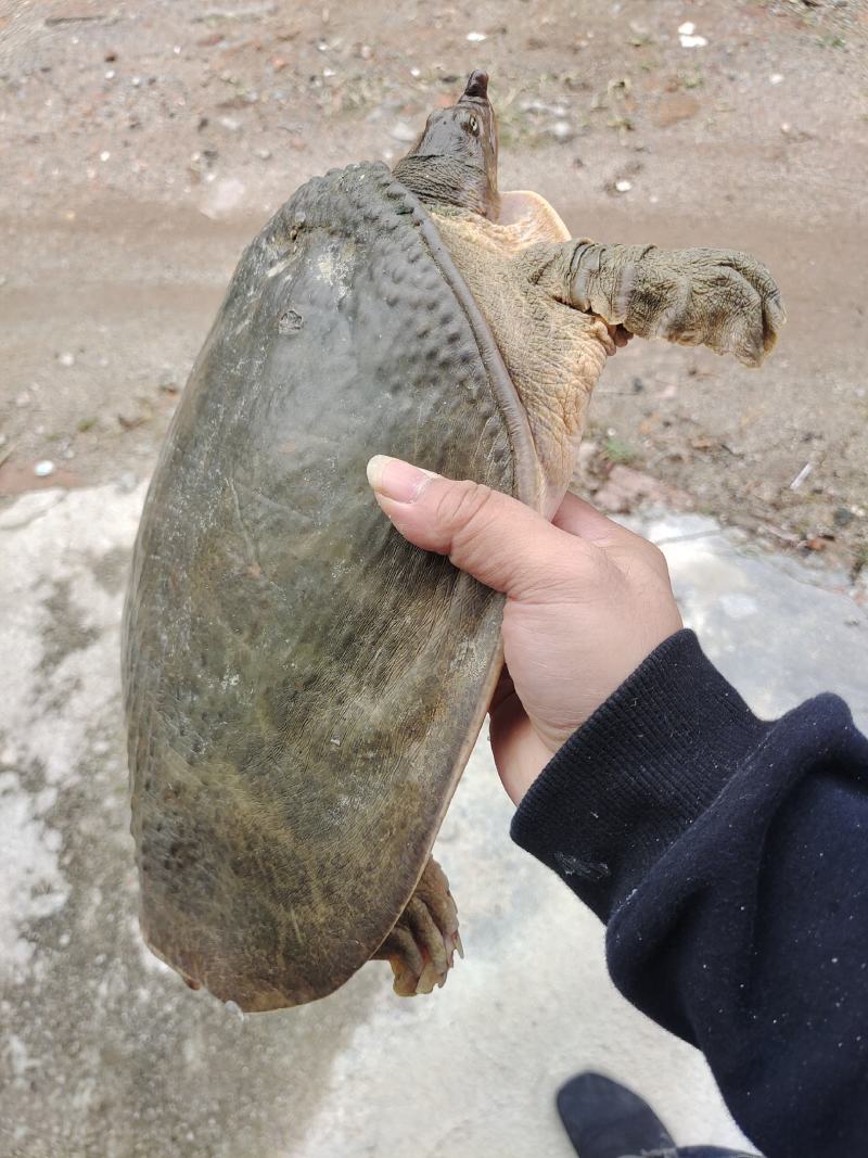 生态老甲鱼