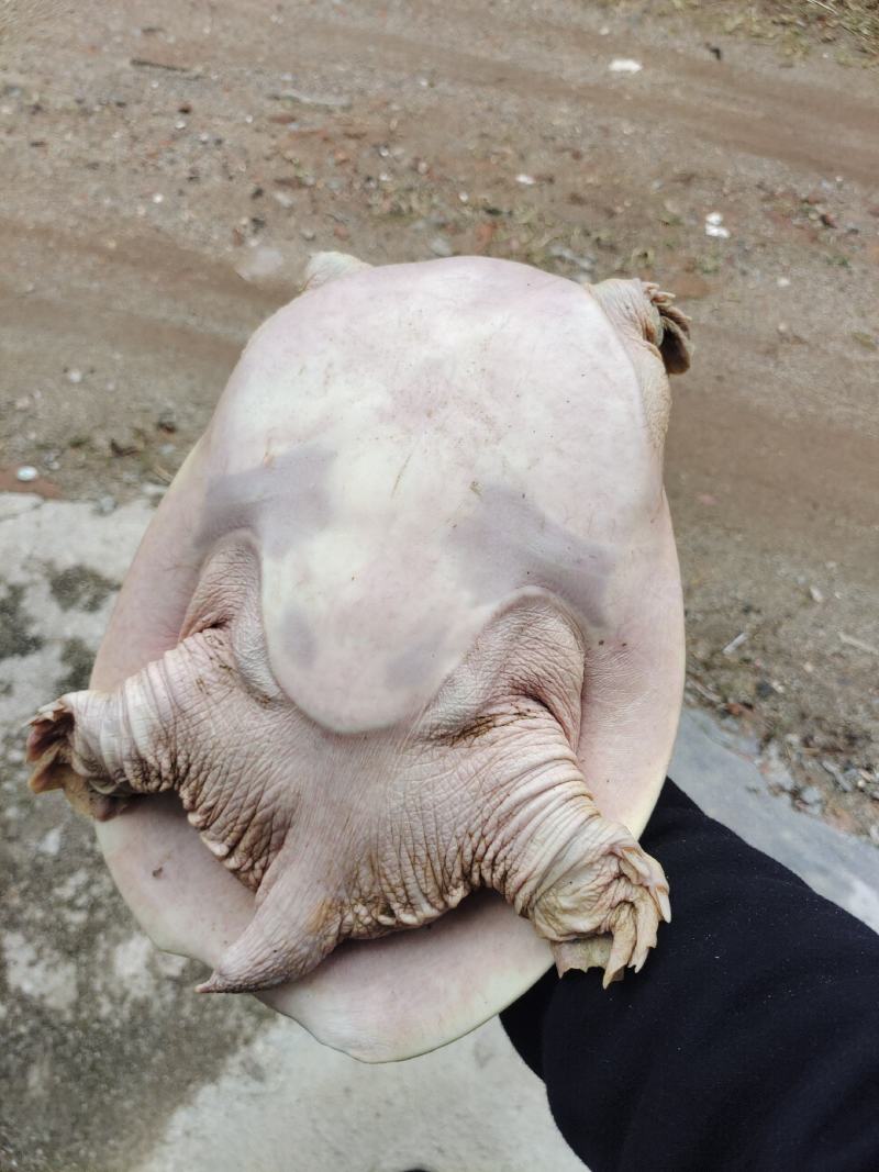 生态老甲鱼