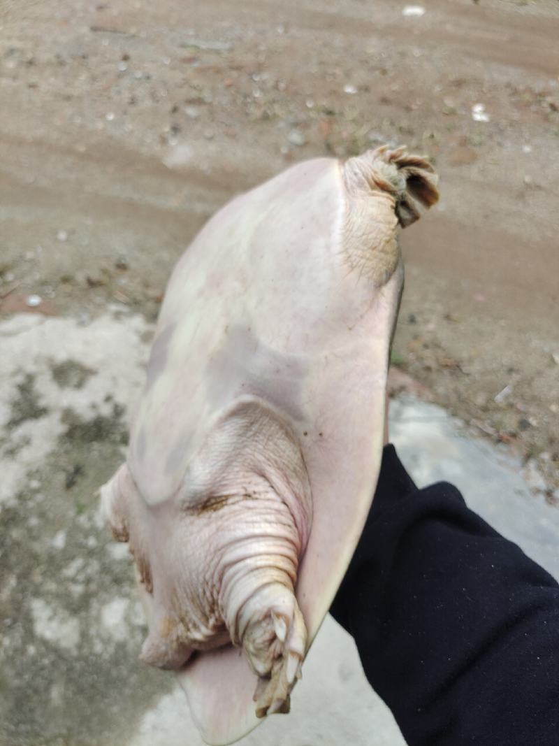 生态老甲鱼